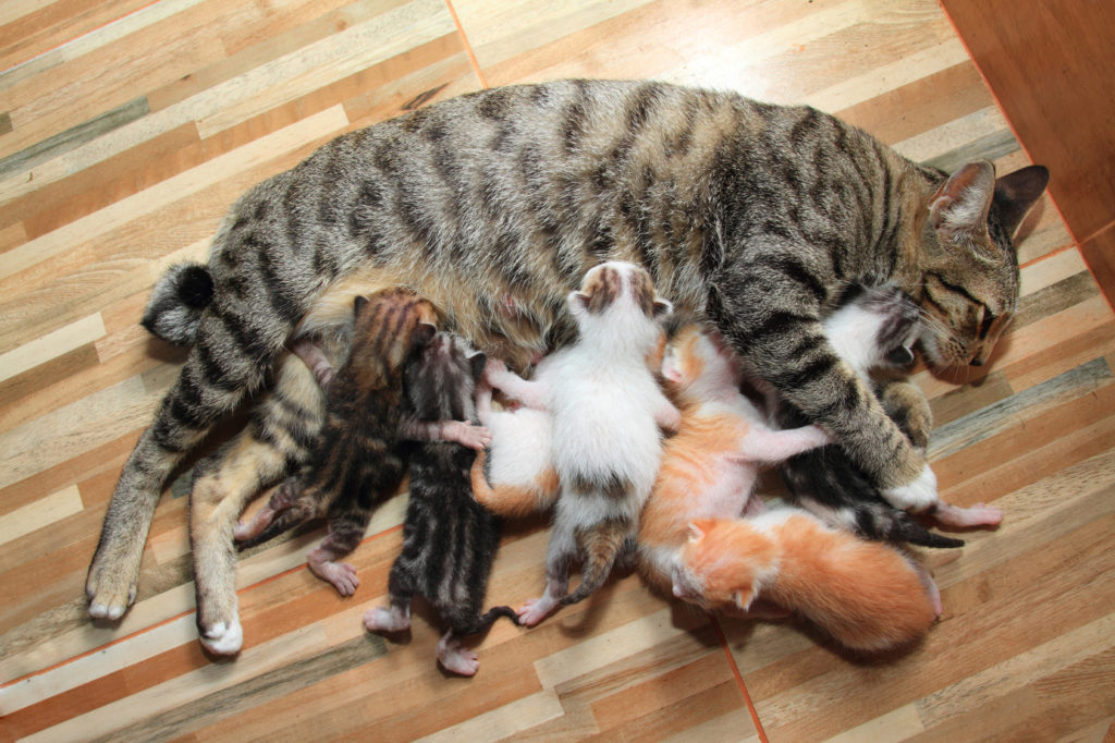 Mačka s novonarodenými mačiatkami