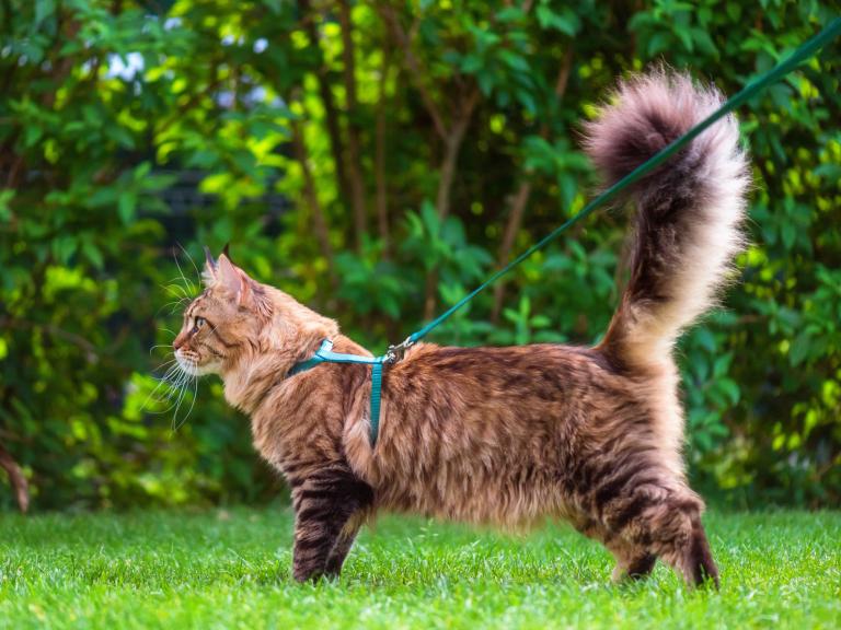 maine coon