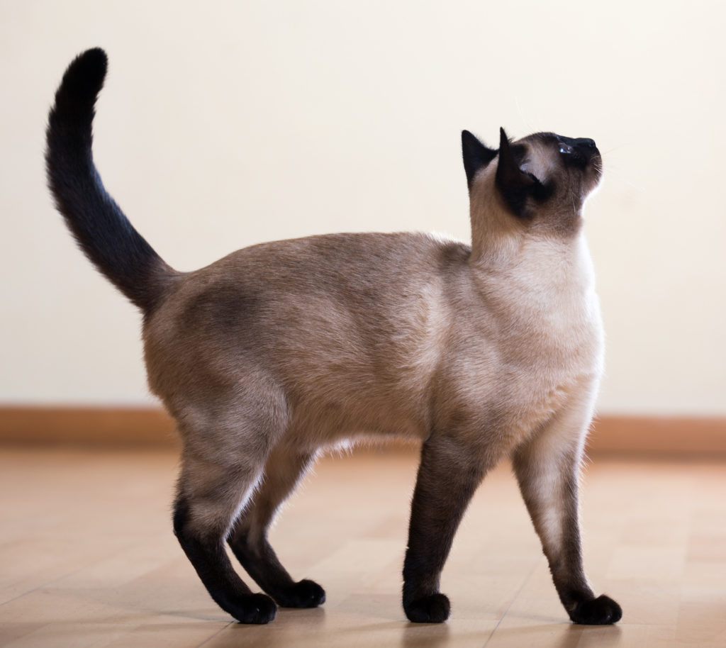 sivá siamská mačka stojí