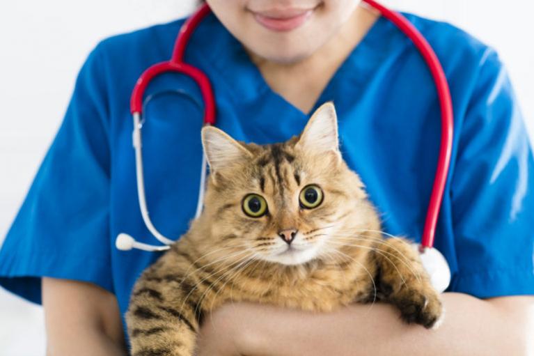 mačku u veterinára