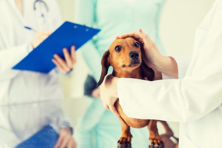 pes u veterinara