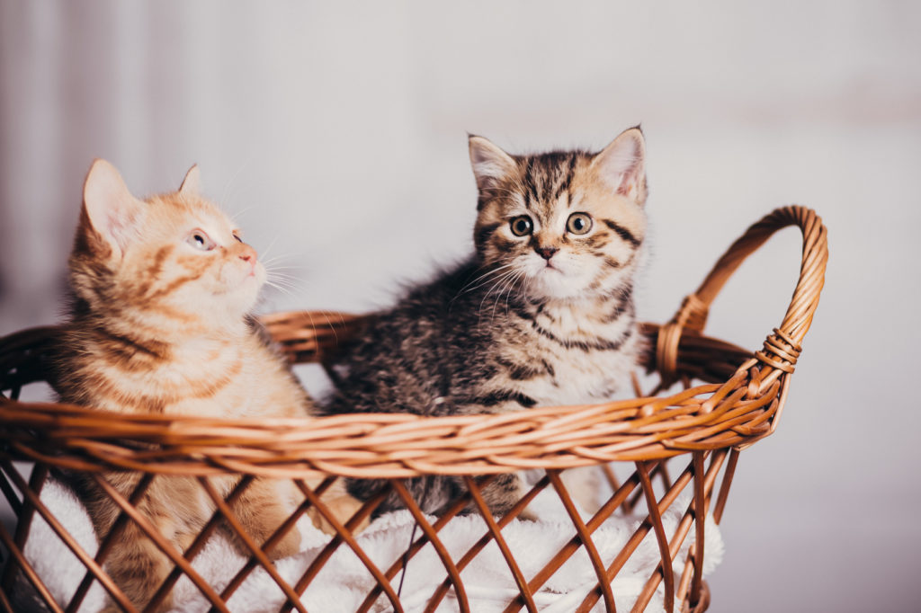 dve mačiatka sedia v koši