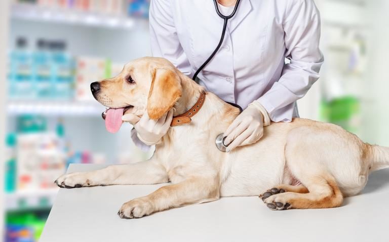 Pes u veterinara