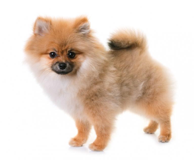 Pomeranian