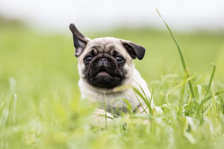 mops mops