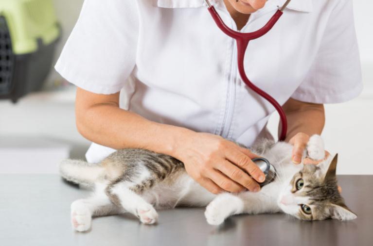 mačka u veterinara