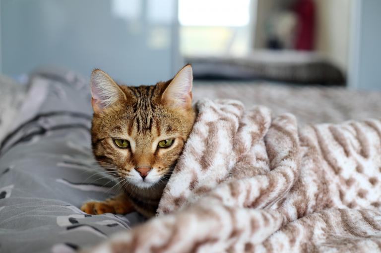 mačka na posteli