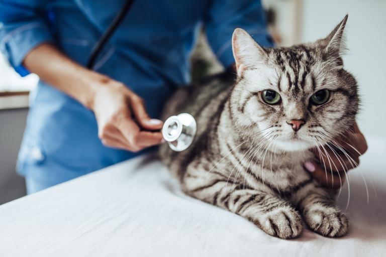 mačka u veterinara