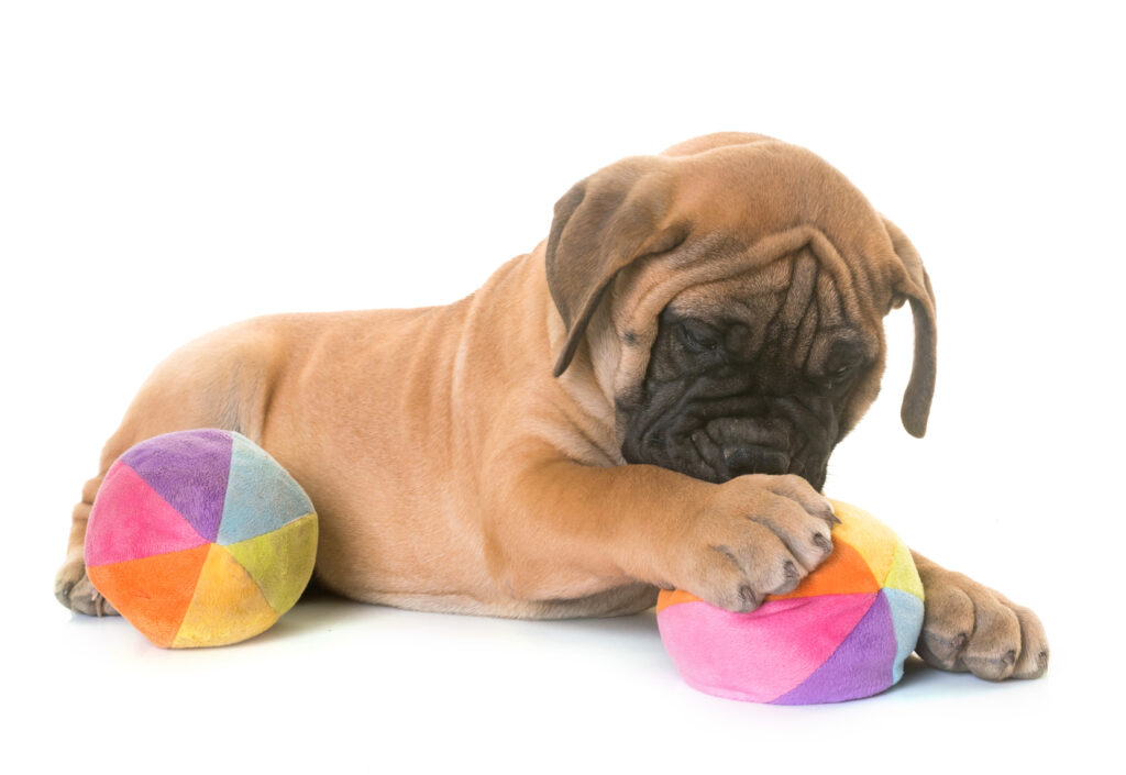bullmastiff steniatko bullmastiff steniatko