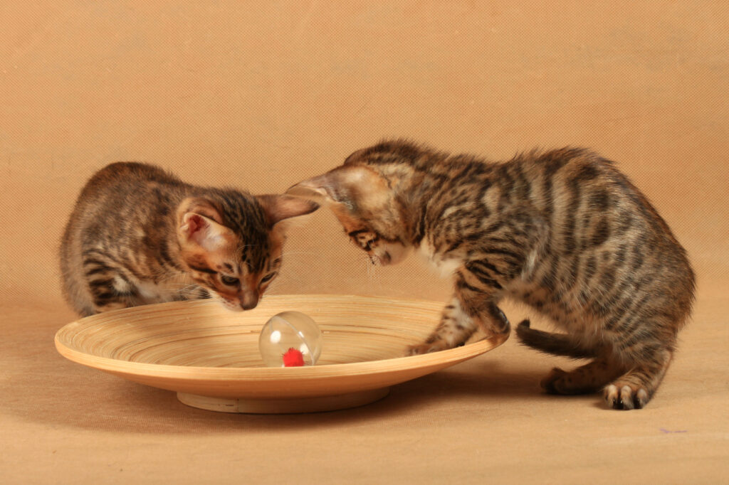 toyger mačiatka toyger mačiatka