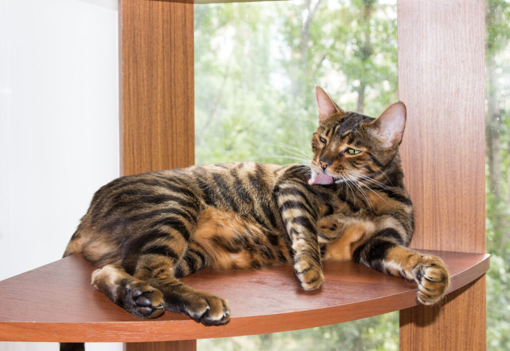 toyger toyger
