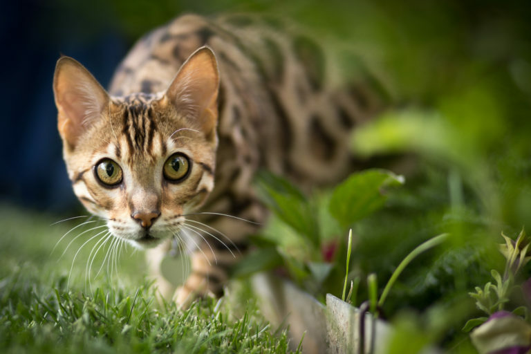 Bengálska mačka na záhrade