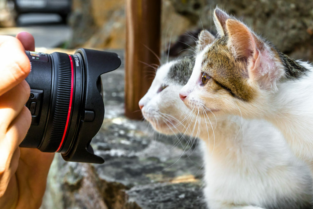 Fotografovanie dvoch mačiek