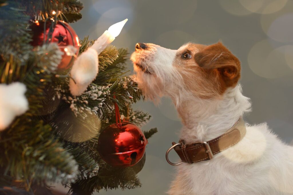 Jack russell teriér s LED sviečkou