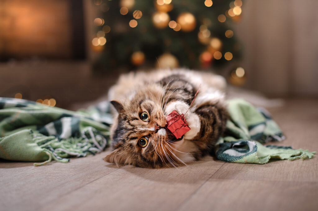 Mačka a darčeková stuha