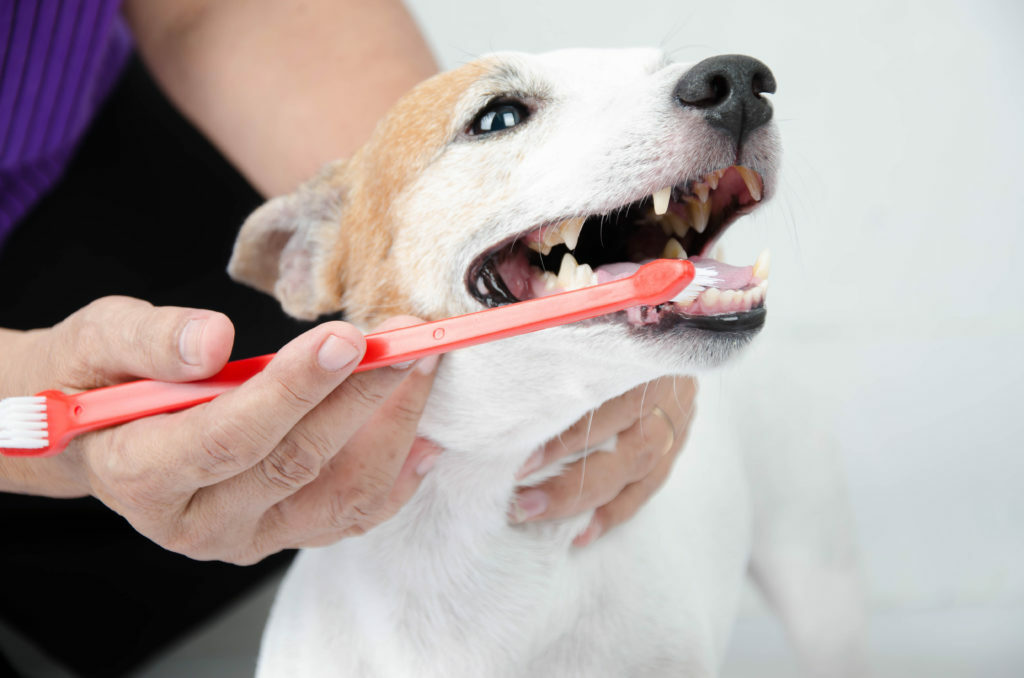odstránenie zubného kameňa zo psa
