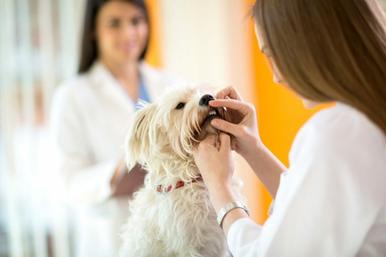 Kontrola zubov maltského psa na klinike veterinára