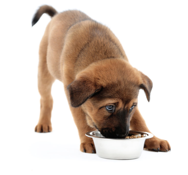 Kŕmenie šteniatok | rady a tipy pre chovatelov | magazín zoohit
