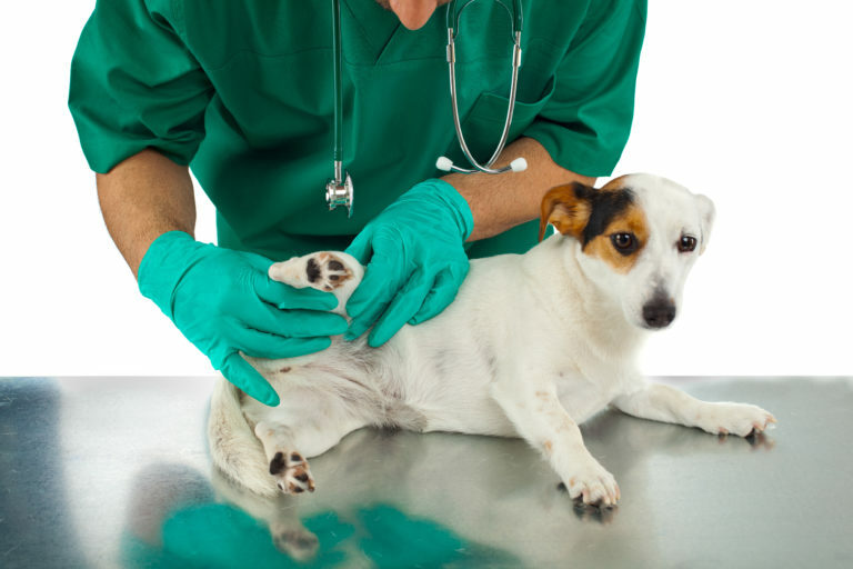 Pes u veterinara