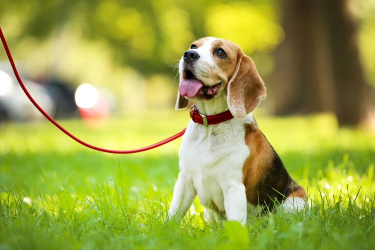 pes beagle sedí na tráve