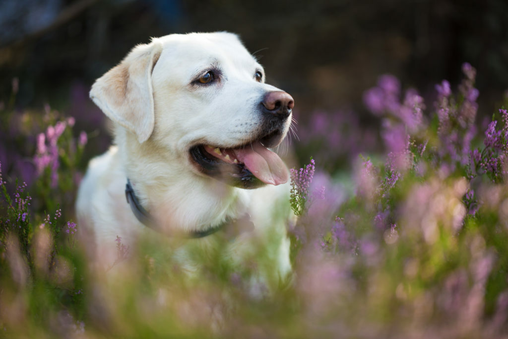 labrador