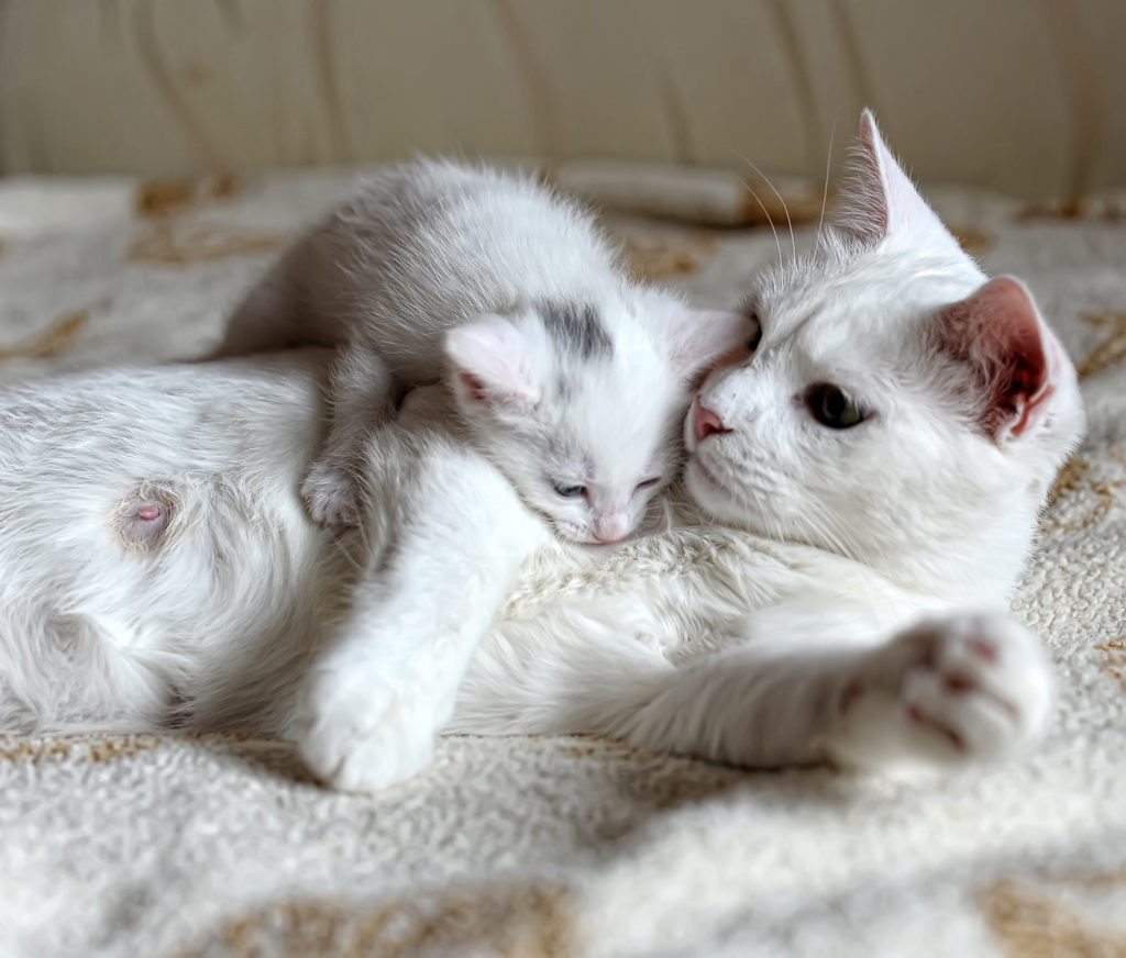 biele mačiatko s mamou