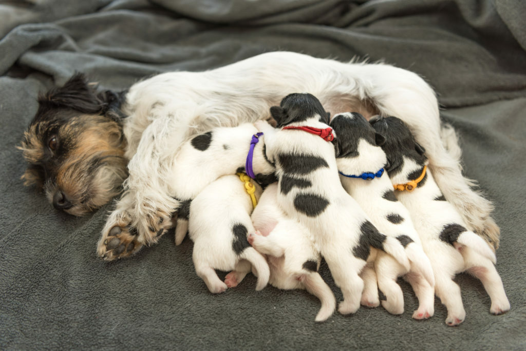 Novonarodené psy dieťa - 8 dní
