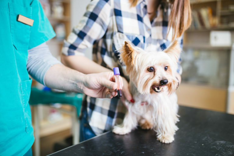 Žena s jej Yorkshire teriér na veterinárnej. Veterinárna prehliadka psa.