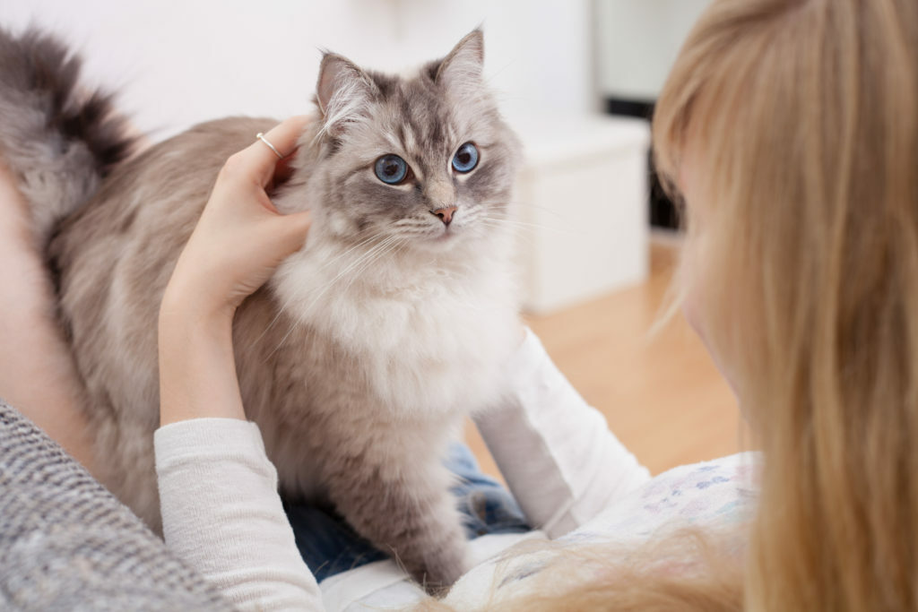Mladá žena s ragdoll mačkou Mladá žena s ragdoll mačkou