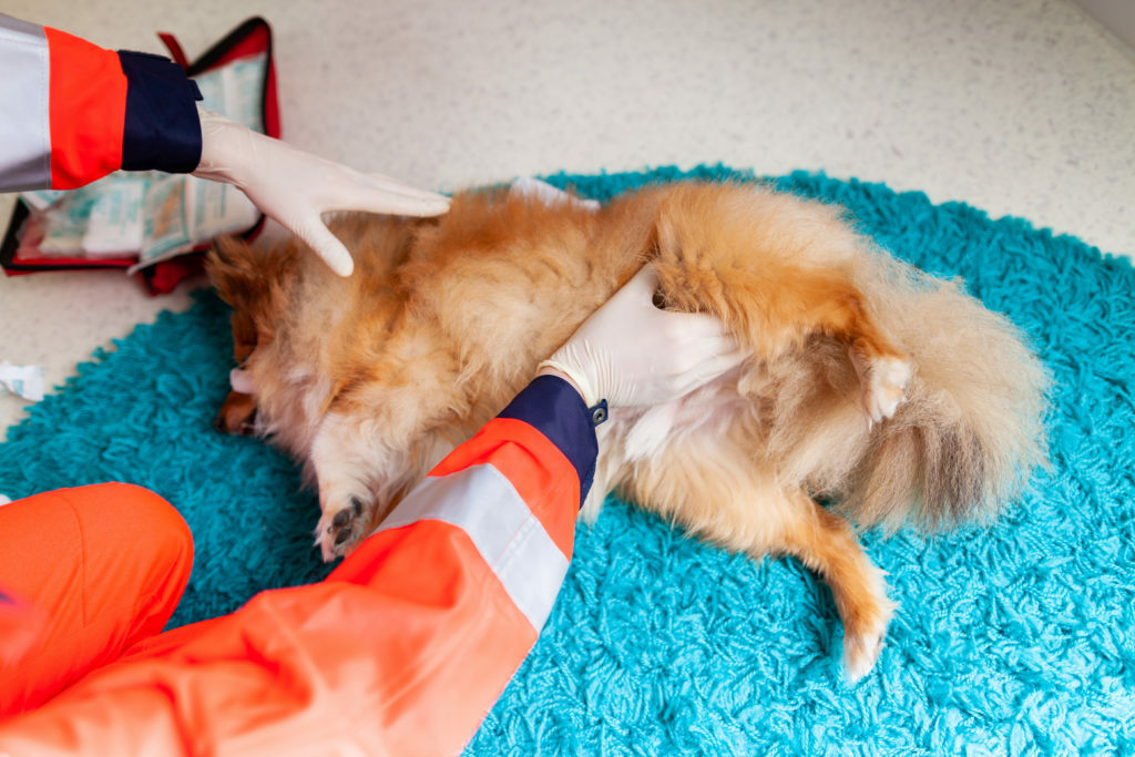 Núdzový veterinár zaobchádza so zdravotníckym vybavením malým shetlandským ovčiakom Prvá pomoc pre psa