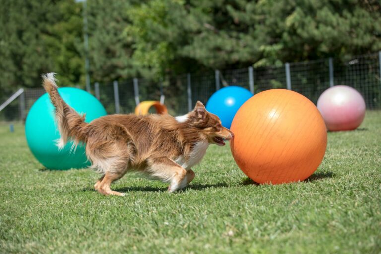 border collie spielt mit treibball