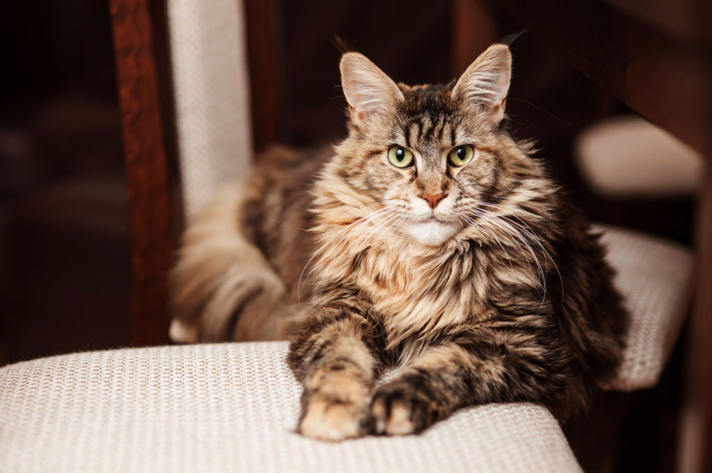 Portrét maine coon mačky