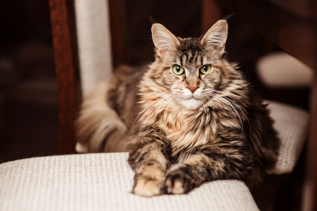 Portrét maine coon mačky