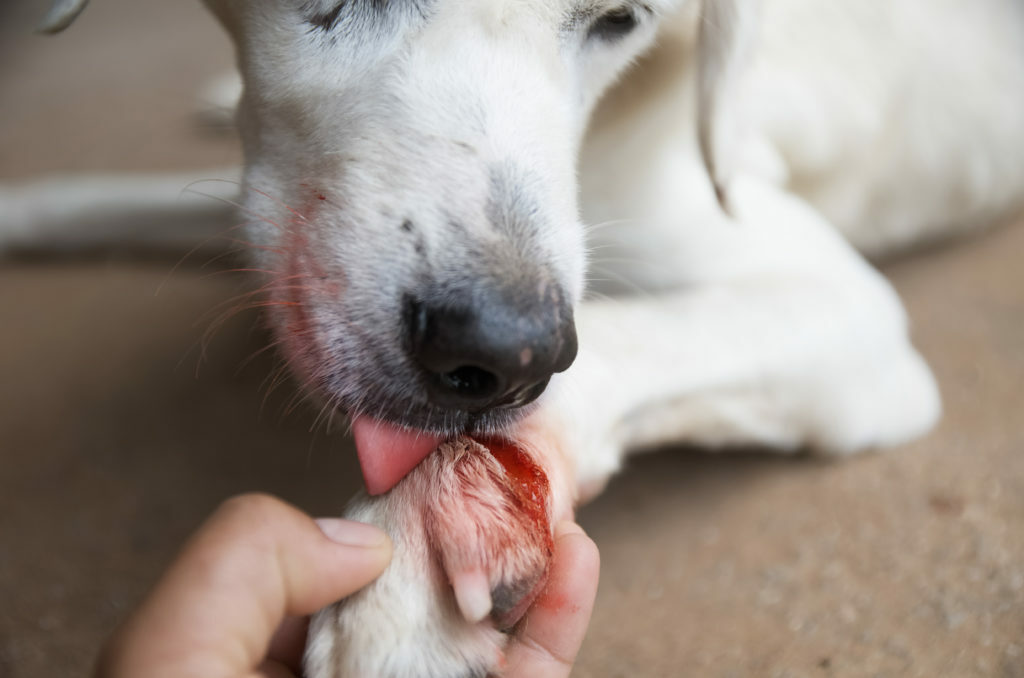 zranený labrador