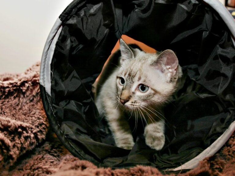 mačka v tunelu