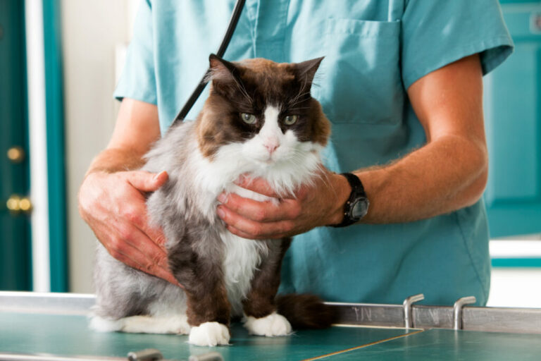 mačka u veterinára