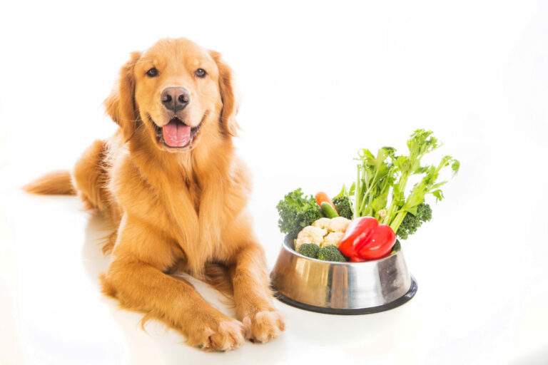 Vegetariánske krmivo pre psov Zlatý retriever