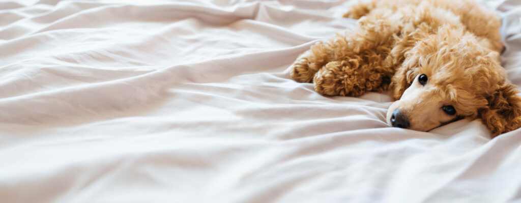pes v posteli