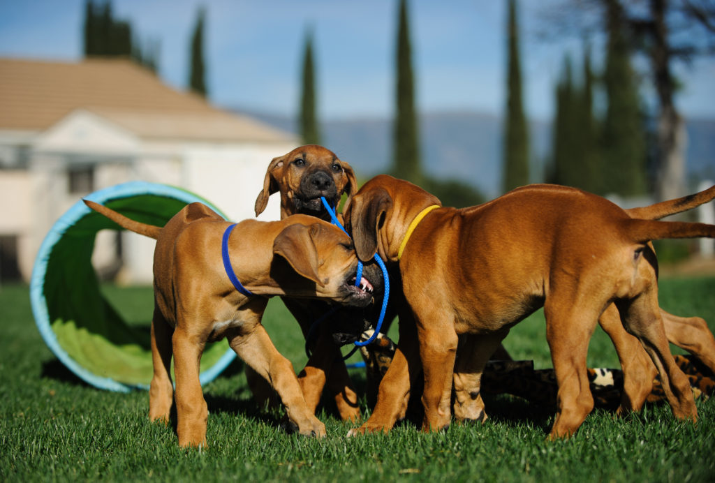 šteniatka psa rhodézskeho ridgebacka na vonkajšie hranie a ťahanie s agility vybavením v pozadí