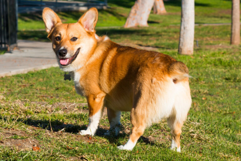 Pembroke Welsh Corgi sa obzerá späť k fotoaparátu.