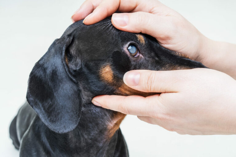 Veterinárny lekár vyšetrí na očiach psieho jazvečíka