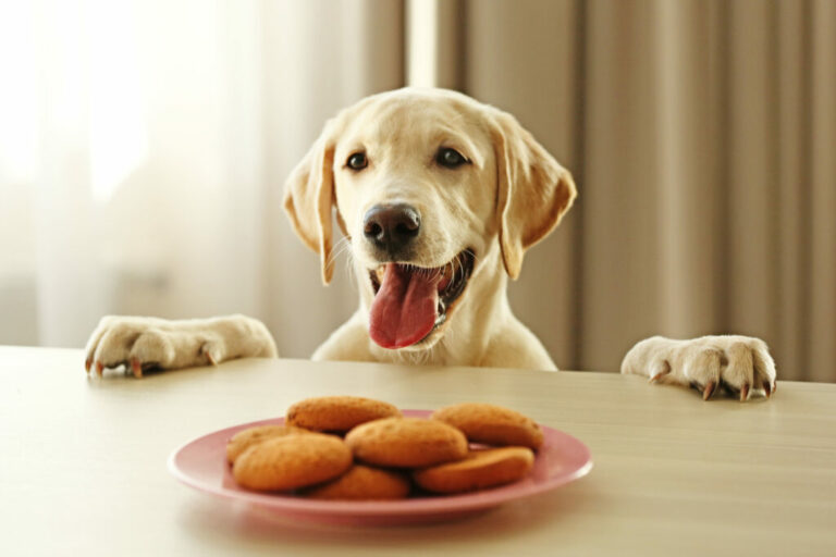 labrador chce jesť psie sušienky