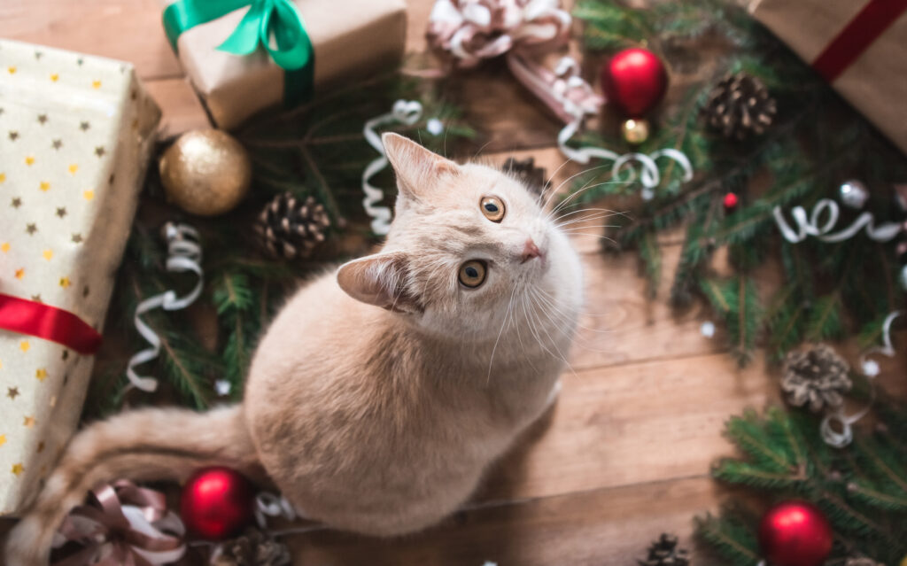 mačka pod vianočným stromčekom