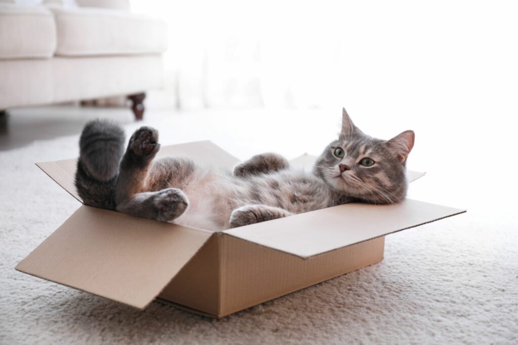 mačka v kartónovej krabici