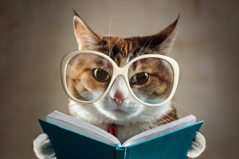 mačka číta knihu