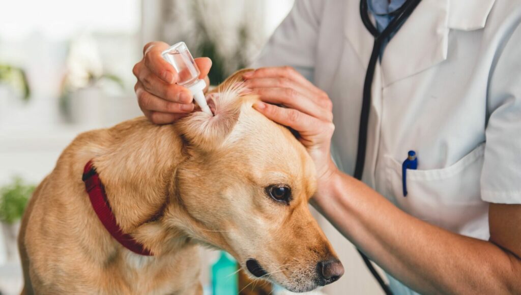 veterinárny lekár čisti psie ucho