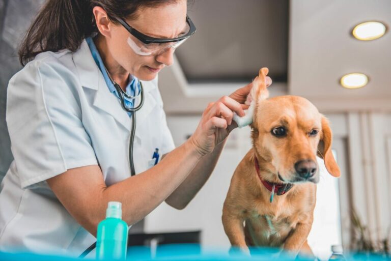 veterinárny lekár čisti psie ucho