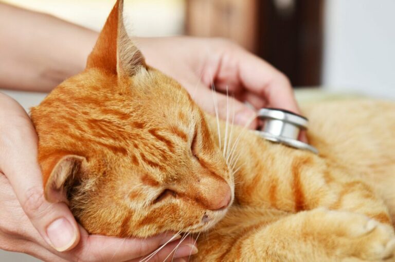 zázvorová mačka u veterinára