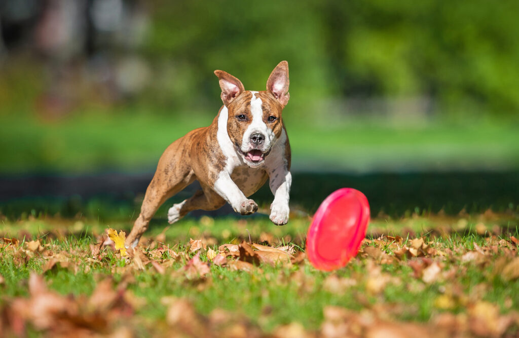 American-staffordshire-terrier-frisbee