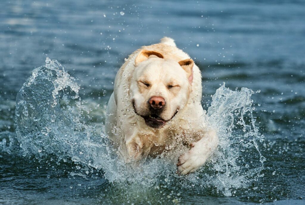 Labrador vo vode